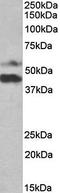 Pyridine Nucleotide-Disulphide Oxidoreductase Domain 1 antibody, orb167686, Biorbyt, Western Blot image 