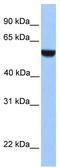 Jade Family PHD Finger 1 antibody, TA337306, Origene, Western Blot image 
