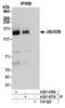 Lysine-specific demethylase 4B antibody, A301-477A, Bethyl Labs, Immunoprecipitation image 