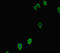 Glucose-6-phosphatase 2 antibody, LS-C678007, Lifespan Biosciences, Immunofluorescence image 