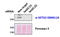 Histone-lysine N-methyltransferase SETD2 antibody, TA311412, Origene, Western Blot image 