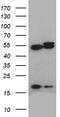 Actin Related Protein 3 antibody, TA812199, Origene, Western Blot image 