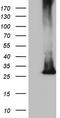 Membrane Spanning 4-Domains A12 antibody, LS-C791470, Lifespan Biosciences, Western Blot image 
