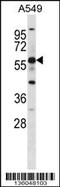 G Protein-Coupled Receptor 153 antibody, 58-552, ProSci, Western Blot image 