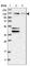 Exocyst Complex Component 4 antibody, HPA031443, Atlas Antibodies, Western Blot image 