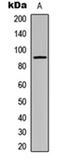 Cadherin 24 antibody, orb315766, Biorbyt, Western Blot image 