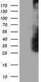 Low Density Lipoprotein Receptor Adaptor Protein 1 antibody, LS-C173470, Lifespan Biosciences, Western Blot image 
