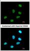 Regulation of nuclear pre-mRNA domain-containing protein 1A antibody, NBP2-19650, Novus Biologicals, Immunofluorescence image 