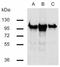 Catenin Beta 1 antibody, AM26027PU-N, Origene, Western Blot image 