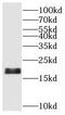 Diamine acetyltransferase 2 antibody, FNab07614, FineTest, Western Blot image 