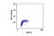 WEE1 G2 Checkpoint Kinase antibody, 4936S, Cell Signaling Technology, Flow Cytometry image 