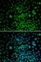 Major Facilitator Superfamily Domain Containing 12 antibody, orb325197, Biorbyt, Immunocytochemistry image 