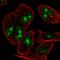hNinein antibody, HPA070691, Atlas Antibodies, Immunofluorescence image 
