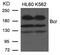 BCR Activator Of RhoGEF And GTPase antibody, 79-577, ProSci, Western Blot image 