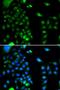 Ubiquitin-conjugating enzyme E2 J2 antibody, orb247895, Biorbyt, Immunofluorescence image 