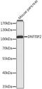 Deoxynucleotidyltransferase Terminal Interacting Protein 2 antibody, 16-444, ProSci, Western Blot image 