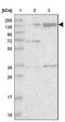 WWC1 antibody, NBP1-92052, Novus Biologicals, Western Blot image 