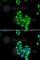 Jade Family PHD Finger 1 antibody, A6337, ABclonal Technology, Immunofluorescence image 