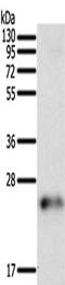 Family With Sequence Similarity 3 Member A antibody, CSB-PA938413, Cusabio, Western Blot image 