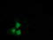 Syntrophin Alpha 1 antibody, TA502057, Origene, Immunofluorescence image 