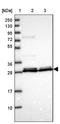 Protein LOC644249 antibody, NBP2-48843, Novus Biologicals, Western Blot image 