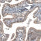 Interferon Lambda Receptor 1 antibody, HPA017319, Atlas Antibodies, Immunohistochemistry frozen image 