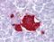 Leptin antibody, NBP1-59324, Novus Biologicals, Immunohistochemistry frozen image 