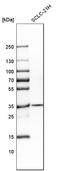 Cell Division Cycle Associated 5 antibody, HPA023691, Atlas Antibodies, Western Blot image 