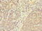 UBX Domain Protein 8 antibody, LS-C394748, Lifespan Biosciences, Immunohistochemistry paraffin image 