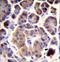 E3 ubiquitin-protein ligase TRIM36 antibody, LS-C160191, Lifespan Biosciences, Immunohistochemistry frozen image 