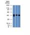 Nucleolysin TIA-1 isoform p40 antibody, M02763, Boster Biological Technology, Western Blot image 