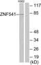 Zinc finger protein 541 antibody, PA5-38788, Invitrogen Antibodies, Western Blot image 