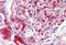 NAD(P)H Quinone Dehydrogenase 1 antibody, IQ343, Immuquest, Immunohistochemistry frozen image 