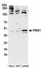 PIN2/TERF1-interacting telomerase inhibitor 1 antibody, A304-389A, Bethyl Labs, Western Blot image 