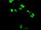 Neurogenin 1 antibody, TA500304, Origene, Immunofluorescence image 