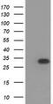 Hydroxyacylglutathione Hydrolase Like antibody, MA5-25448, Invitrogen Antibodies, Western Blot image 