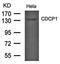 CUB Domain Containing Protein 1 antibody, orb43452, Biorbyt, Western Blot image 