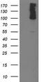 Phosphodiesterase 2A antibody, TA502683, Origene, Western Blot image 