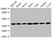 Lactate Dehydrogenase C antibody, orb48609, Biorbyt, Western Blot image 
