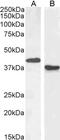 Paired box protein Pax-5 antibody, PA5-18079, Invitrogen Antibodies, Western Blot image 
