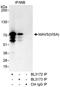 Mitochondrial Antiviral Signaling Protein antibody, A300-783A, Bethyl Labs, Immunoprecipitation image 