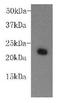 Von Willebrand Factor antibody, orb195515, Biorbyt, Western Blot image 
