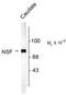 N-Ethylmaleimide Sensitive Factor, Vesicle Fusing ATPase antibody, AP08714PU-N, Origene, Western Blot image 
