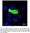 UIS4 antibody, AB0042-200, SICGEN, Immunofluorescence image 