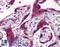 Membrane-associated progesterone receptor component 2 antibody, LS-B6230, Lifespan Biosciences, Immunohistochemistry frozen image 