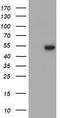 Protein ZNF365 antibody, TA800133, Origene, Western Blot image 