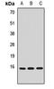 NAF-1 antibody, orb412334, Biorbyt, Western Blot image 