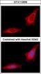 Glucosidase Alpha, Neutral C antibody, GTX112559, GeneTex, Immunofluorescence image 