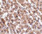 HAD antibody, 5251, ProSci Inc, Immunohistochemistry frozen image 