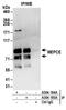 7SK snRNA methylphosphate capping enzyme antibody, A304-184A, Bethyl Labs, Immunoprecipitation image 